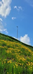 field and blue sky