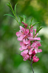 Pink cherry blossom, japanese branch with green leaves, floral nature background, natural spring wallpaper. Blooming Sakura, blossoming tree in orchard garden. Close up of beautiful flowers on bush.