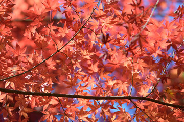 red maple leaves