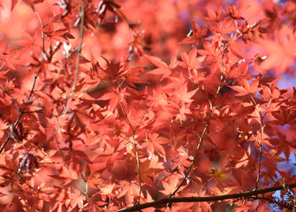 Red Autumn Maple Leaves