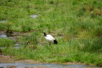 african wildlife, black-necked stork, wetlands