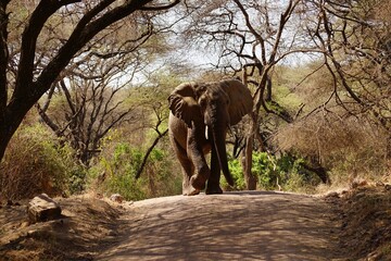 african wildlife, male elephant on gravel road