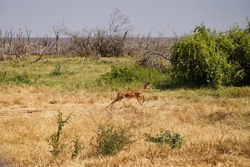 african wildlife, impala fleeing