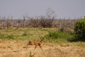 african wildlife, impala fleeing