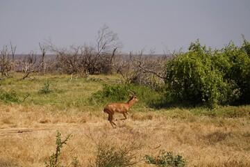 Naklejka na ściany i meble african wildlife, impala fleeing