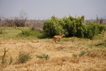 Naklejka premium african wildlife, impala fleeing