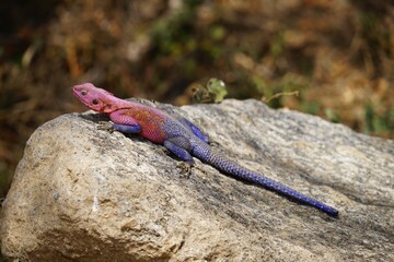 african wildlife, colored agama