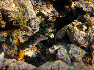 Fabulously beautiful inhabitants of the coral reef of the Red Sea