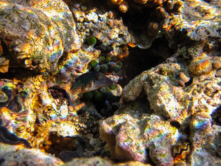 Fabulously beautiful inhabitants of the coral reef of the Red Sea