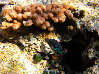 Fabulously beautiful inhabitants of the coral reef of the Red Sea