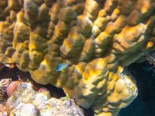 Fabulously beautiful inhabitants of the coral reef of the Red Sea