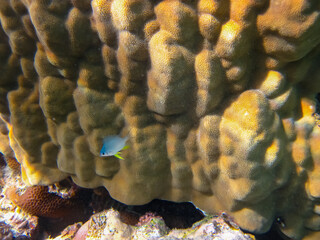 Fabulously beautiful inhabitants of the coral reef of the Red Sea