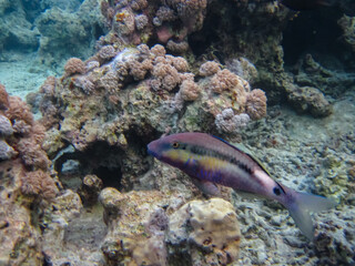 Fabulously beautiful inhabitants of the coral reef of the Red Sea