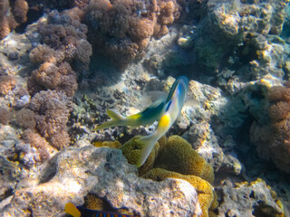 Fabulously beautiful inhabitants of the coral reef of the Red Sea