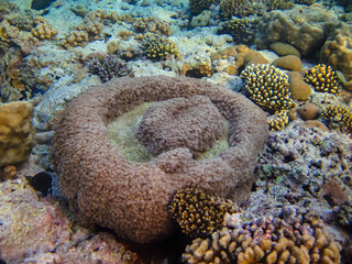 Fabulously beautiful inhabitants of the coral reef of the Red Sea
