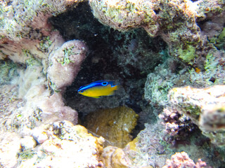 Fabulously beautiful inhabitants of the coral reef of the Red Sea