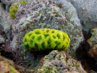 Fabulously beautiful inhabitants of the coral reef of the Red Sea