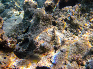 Fabulously beautiful inhabitants of the coral reef of the Red Sea