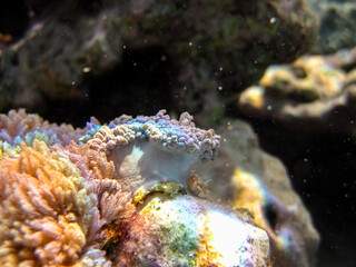 Fabulously beautiful inhabitants of the coral reef of the Red Sea