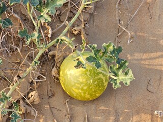 Citrullus ecirrhosus desert watermelon image isolated Nice background display Beautiful colourful natural beauty scenery Great Views HD Photo