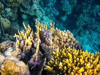 Fabulously beautiful inhabitants of the coral reef of the Red Sea
