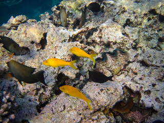 Fabulously beautiful inhabitants of the coral reef of the Red Sea