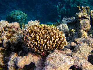 Naklejka na ściany i meble Fabulously beautiful inhabitants of the coral reef of the Red Sea