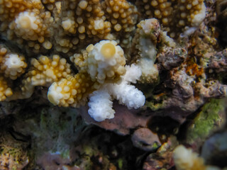 Fabulously beautiful inhabitants of the coral reef of the Red Sea