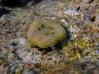 Fabulously beautiful inhabitants of the coral reef of the Red Sea