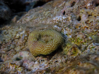 Fabulously beautiful inhabitants of the coral reef of the Red Sea