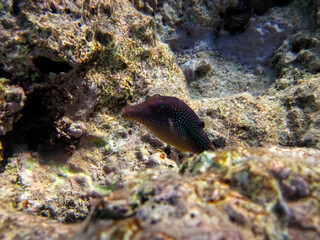 Fabulously beautiful inhabitants of the coral reef of the Red Sea