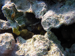 Fabulously beautiful inhabitants of the coral reef of the Red Sea
