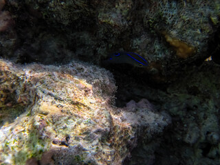 Fabulously beautiful inhabitants of the coral reef of the Red Sea