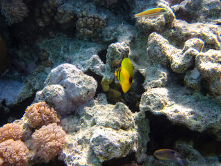 Fabulously beautiful inhabitants of the coral reef of the Red Sea