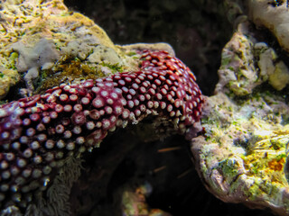 Fabulously beautiful inhabitants of the coral reef of the Red Sea