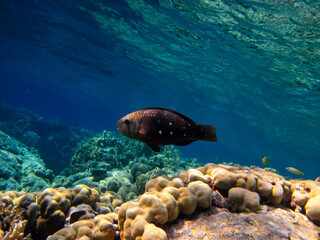 Fototapeta premium Fabulously beautiful inhabitants of the coral reef of the Red Sea