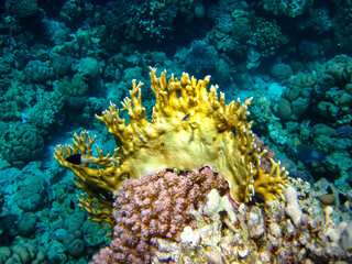 Naklejka na ściany i meble Fabulously beautiful inhabitants of the coral reef of the Red Sea
