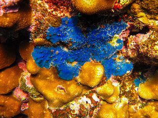 Fabulously beautiful inhabitants of the coral reef of the Red Sea