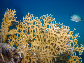 Fabulously beautiful inhabitants of the coral reef of the Red Sea