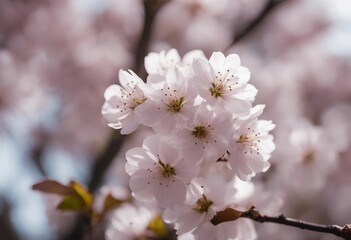 Cherry blossom in full bloom Cherry flowers in small clusters on a cherry tree branch fading in to w