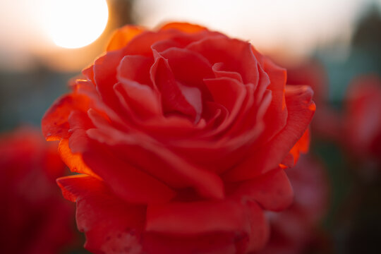 Close-up on a pink rose in the garden and in summer. During sunset or sunrise. High quality photo