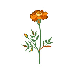 Vector illustration of marigold flower. Isolated on white background.