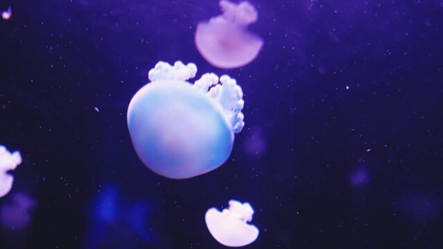 Quickly moving translucent light color jellyfish and dark background. Colourful underwater seascape with fauna.