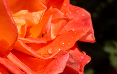 orange roses in the garden with raindrops