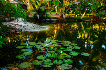 background of leaves and white water lilies in the pond