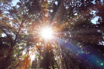 sun ray light over tree