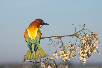bird, bee-eater in spring sitting on a branch in bloom