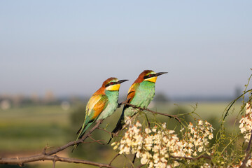 birds, bee-eaters in the spring sitting on a branch in bloom