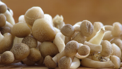 Brown shimeji mushrooms close-up background.