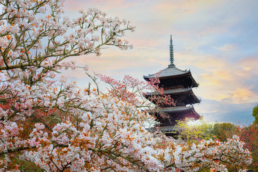 Canvas Prints ninna-ji temple in kyoto, japan during beautiful full bloom cherry blossom season